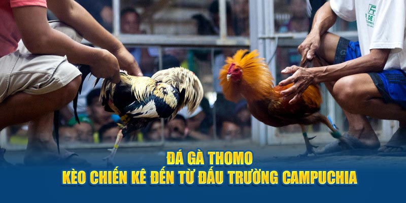 Đá gà Thomo tại MCW: Cổng game trực tuyến uy tín và hấp dẫn 1 da-ga-thomo-1