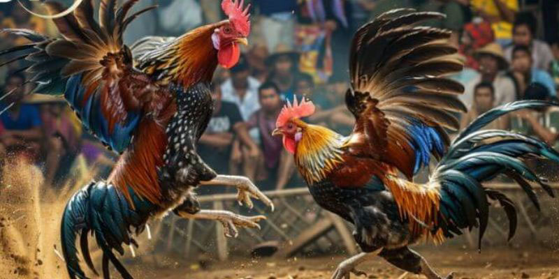 Đá gà Thomo tại MCW: Cổng game trực tuyến uy tín và hấp dẫn 2 da ga thomo 2
