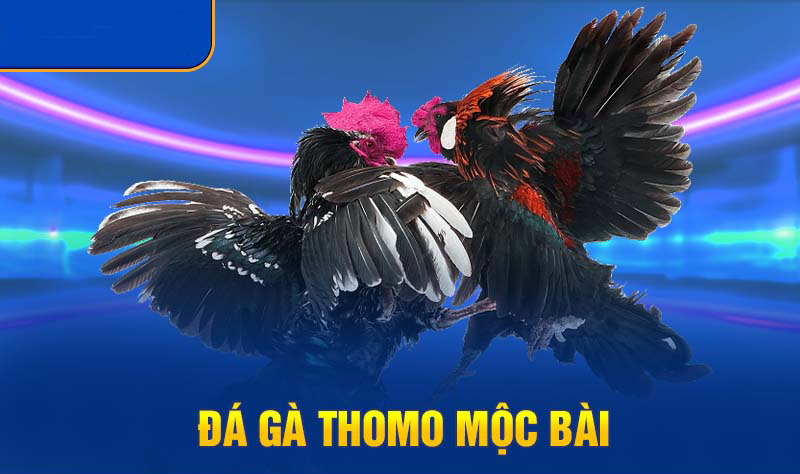 Đá gà Thomo tại MCW: Cổng game trực tuyến uy tín và hấp dẫn 3 da ga thomo 3